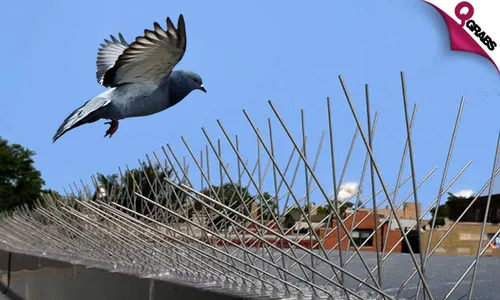 Bird Deterrent Spikes!